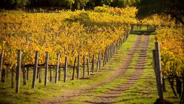 27. nedjelja kroz godinu (A)