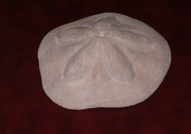 Okamina
