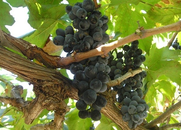 Trs i loze – jedinstvo života Isusa i učenika (Iv 15, 1-17)