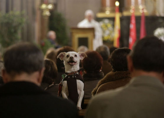 Životinje na bogoslužju?