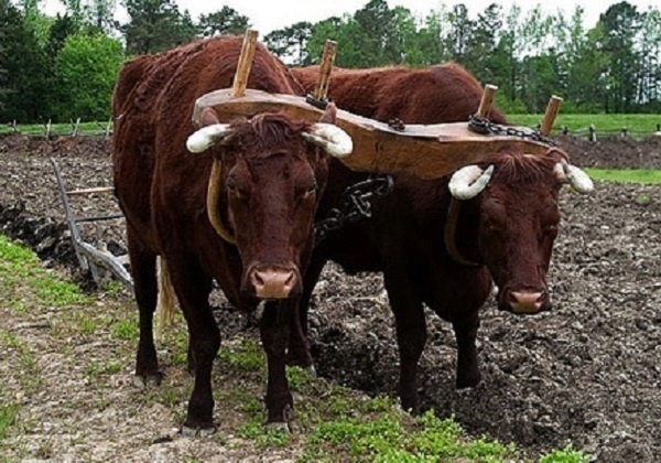 14. nedjelja kroz godinu (A) – nacrt za homiliju