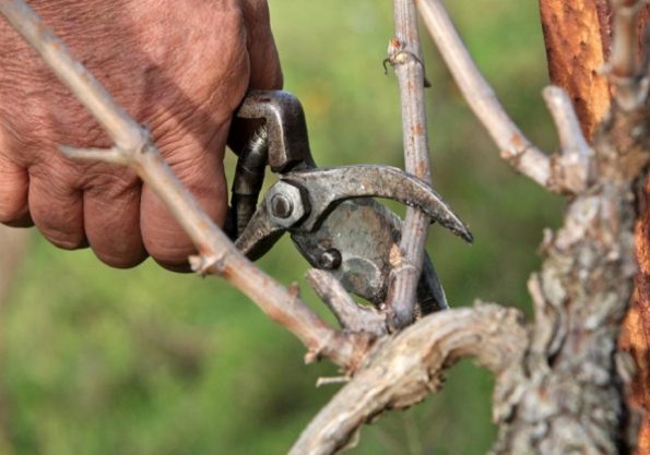 Obrezivanje vinograda