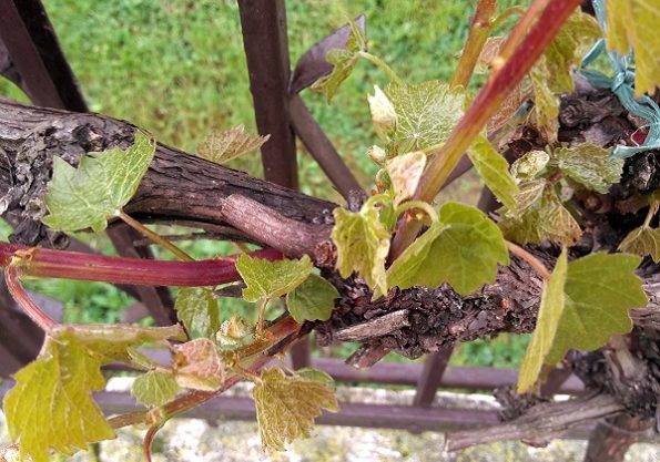 Plodnost kršćanskoga života – razmišljanje uz 5. vazmenu nedjelju (B)