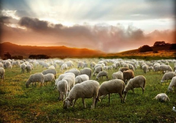 16. nedjelja kroz godinu (B) – prijedlog za liturgijsko pjevanje