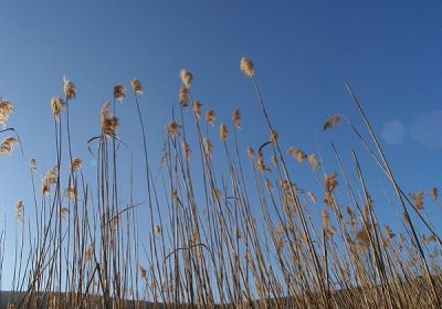 Krštenje Gospodinovo (A): Trske napuknute