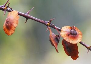 O Isusovoj trnovoj kruni – Kristovoj drači