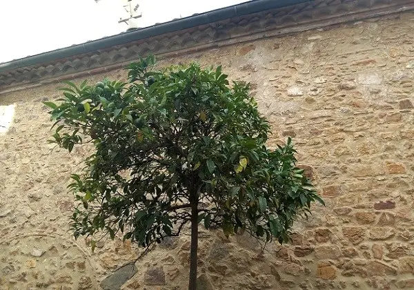 Lomiti grane?