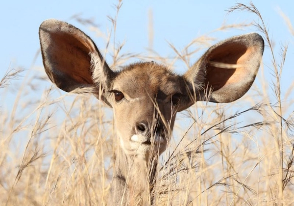 O krađi epifoneme Marko 7, 16